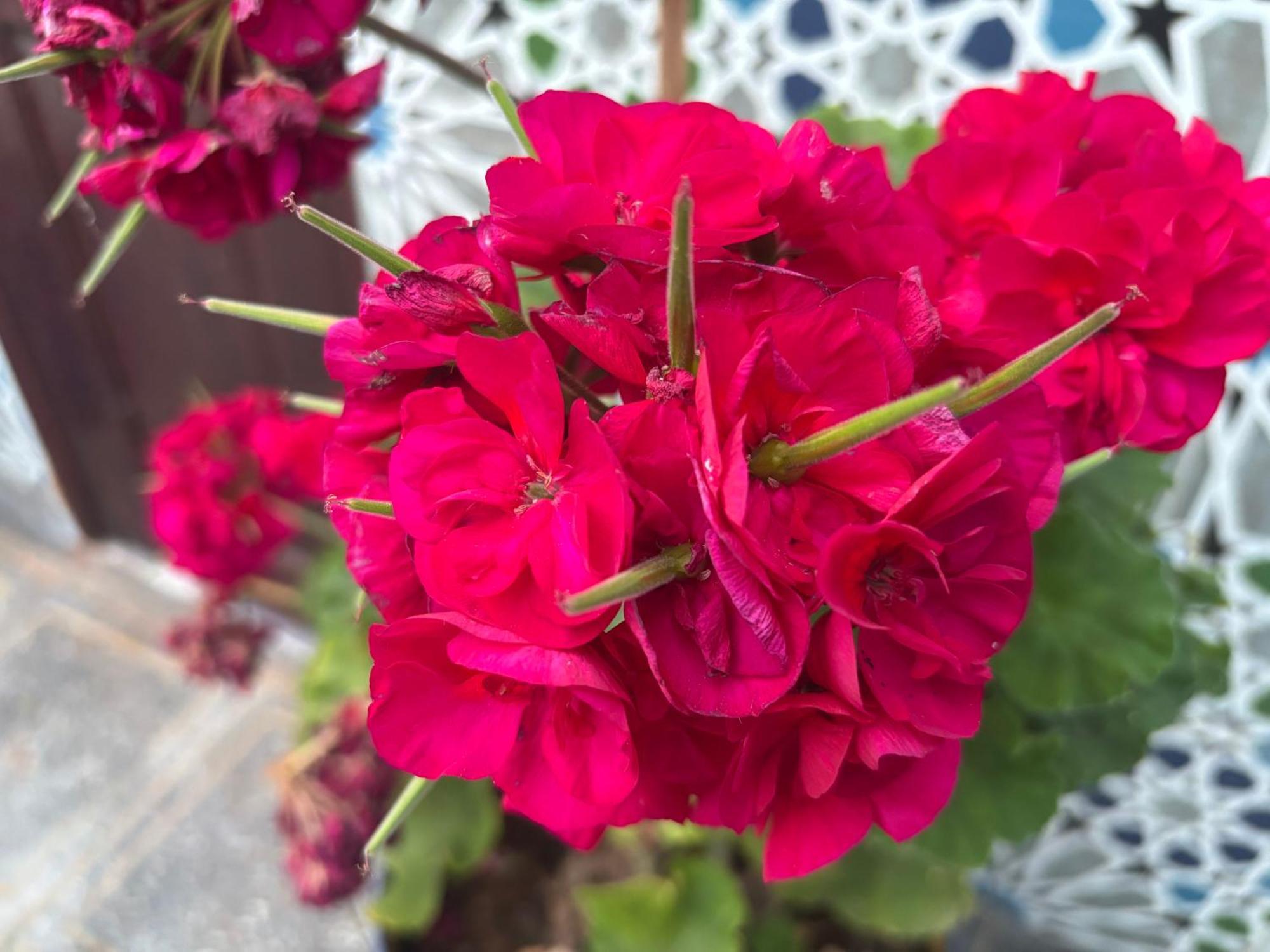 西迪伊夫尼Casa Morisca别墅 外观 照片